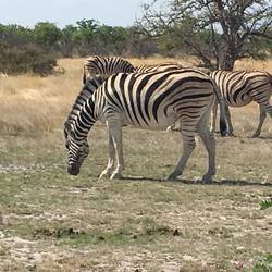 Zebras im Etosha