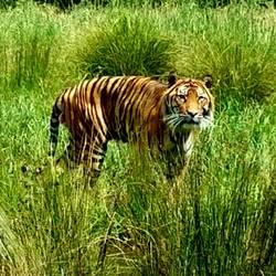 Tiger on the hunt (at the tiger feeding)