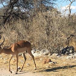 Wunderschöner Impalabock