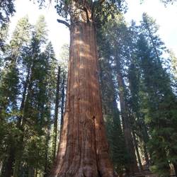 Der größte Baum der Welt?