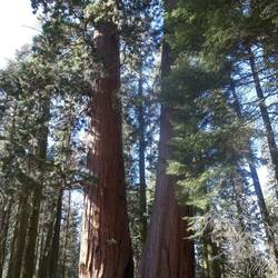 Sequoias