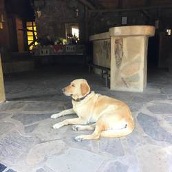 Der gute Labrador 😍