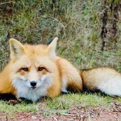 The fantastic Mr Fox!