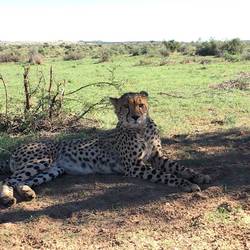 Cheetahs so nah