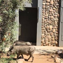 Warzenschweine vor unserer Tür