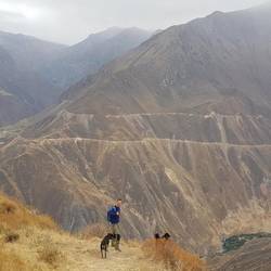 Hristo with "our dogs"