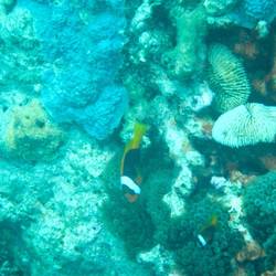 We found Nemo and Marlin!