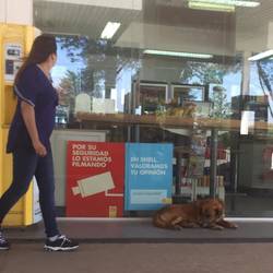 Sleepy dogs at every service station