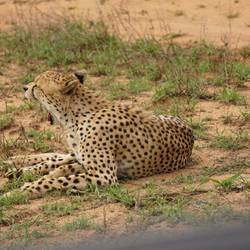 Gepard und seine Zähne