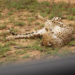Zufriedener Gepard