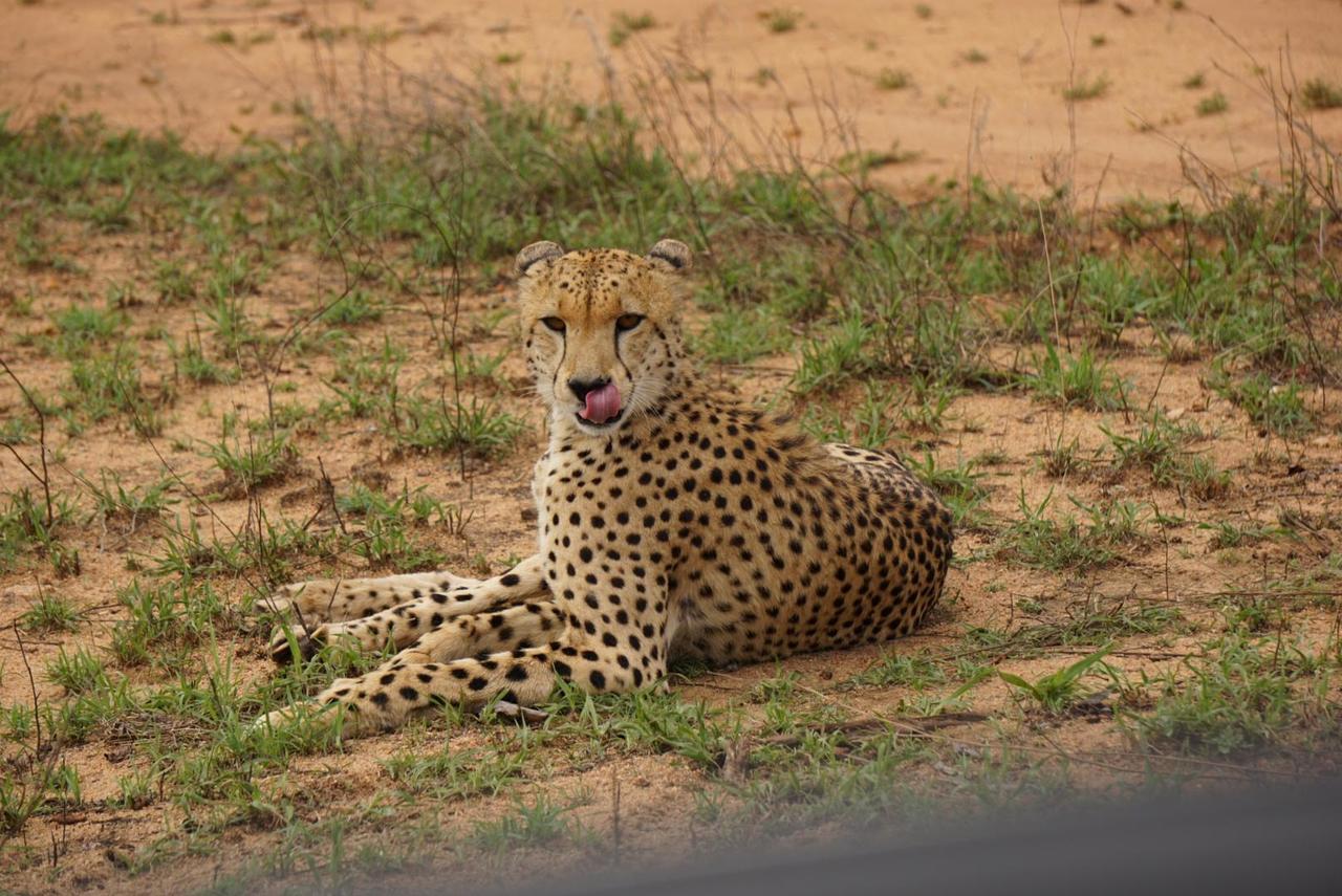 Gepard