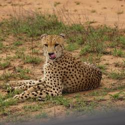 Gepard