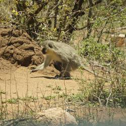 Grüne Meerkatze mit Baby