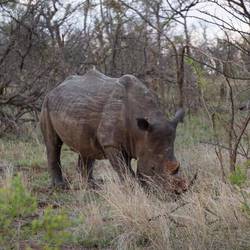 Breitmaulnashorn