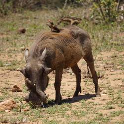 Warzenschwein “Pumba“ mit Madenhackern
