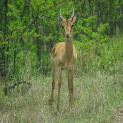Impala