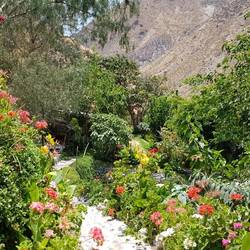 Flowers and greenery at the oasis