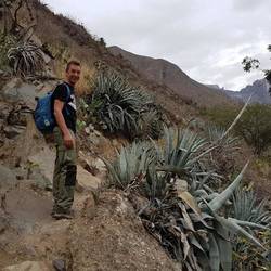 Aloe veras