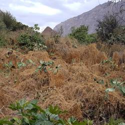 Hay drying on prickly pear