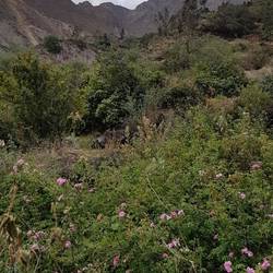 Wild roses
