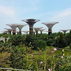 Supertree Grove