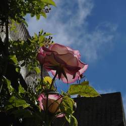 Rosengarten