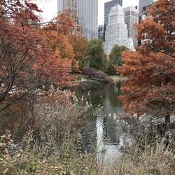 Central Park