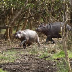 Rennende Hippos