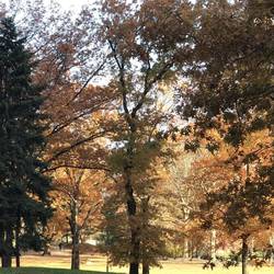 Central Park