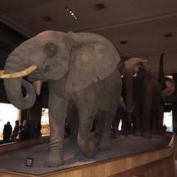 Elephants