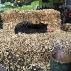 Cat asleep in a shop window