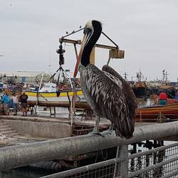 Pelican