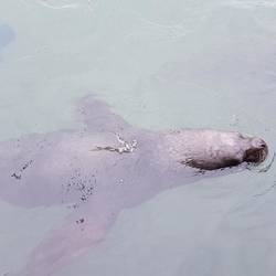 Sea lion