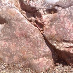 Early fossils