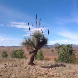 Xanthorea - the Yakka!