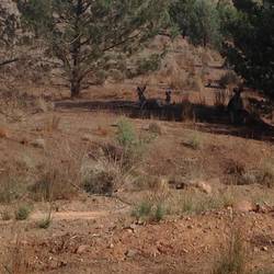 Kangaroos resting under bushes