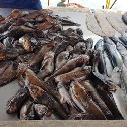 Fish and eels for sale