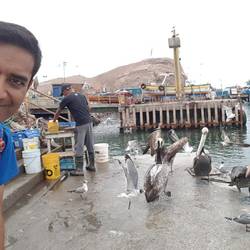 Pelicans gathering for the feast