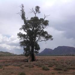 Ancient gum known as the Cazneaux tree after the photographer who made it famous