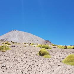 Llaretas along the slope
