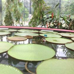 The Botanic Gardens - some lily pads
