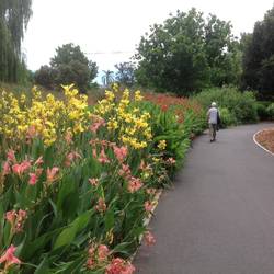 Herbaceous border Australian style