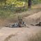 Our first tigers. Male looking at us with female resting.