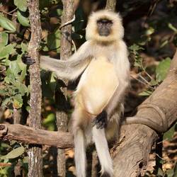 Langur monkey