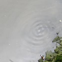 da waren theoretisch Fische zu sehen
