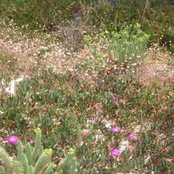 Conto limestone cliff top