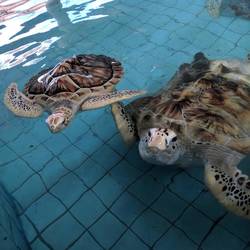 Khao Lak: Sea Turtle Conservation Center