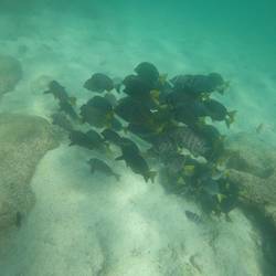 Im Schwarm uf Fuettersuechi