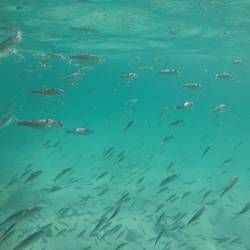 Hunderti vo Fischli hei mr bestuunt