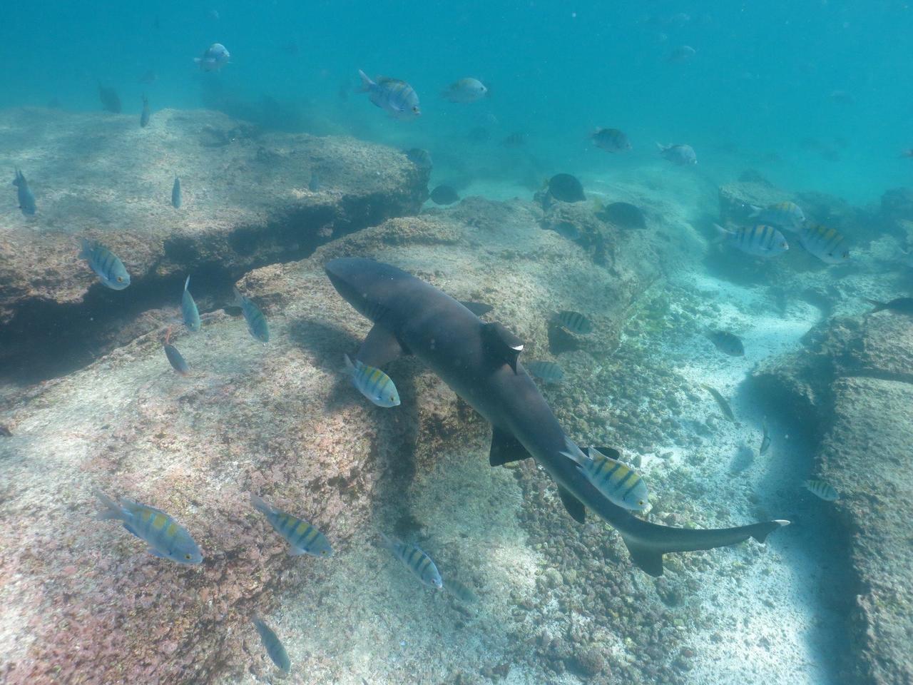 😮 Grossi Auge hei mr gmacht wo de Hai seeleruhig verbi gschwumme isch!
